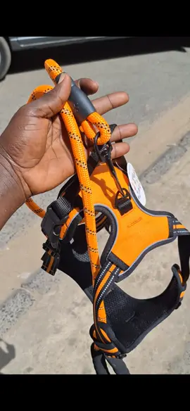 laisse et harnais pour chien 🐕 c'est disponible numéro ☎️785781180 ☎️ prix 17 mile #videoviral #pourtoi #accessoireschien #collietrangeleur #collierpolicedog 