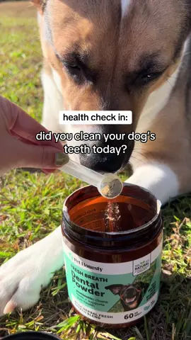 maintaining your pets oral health doesn’t have to be hard 👀👀👀  #dogsoftiktok #dogwellness #dogdental #dogteeth #dogmom 