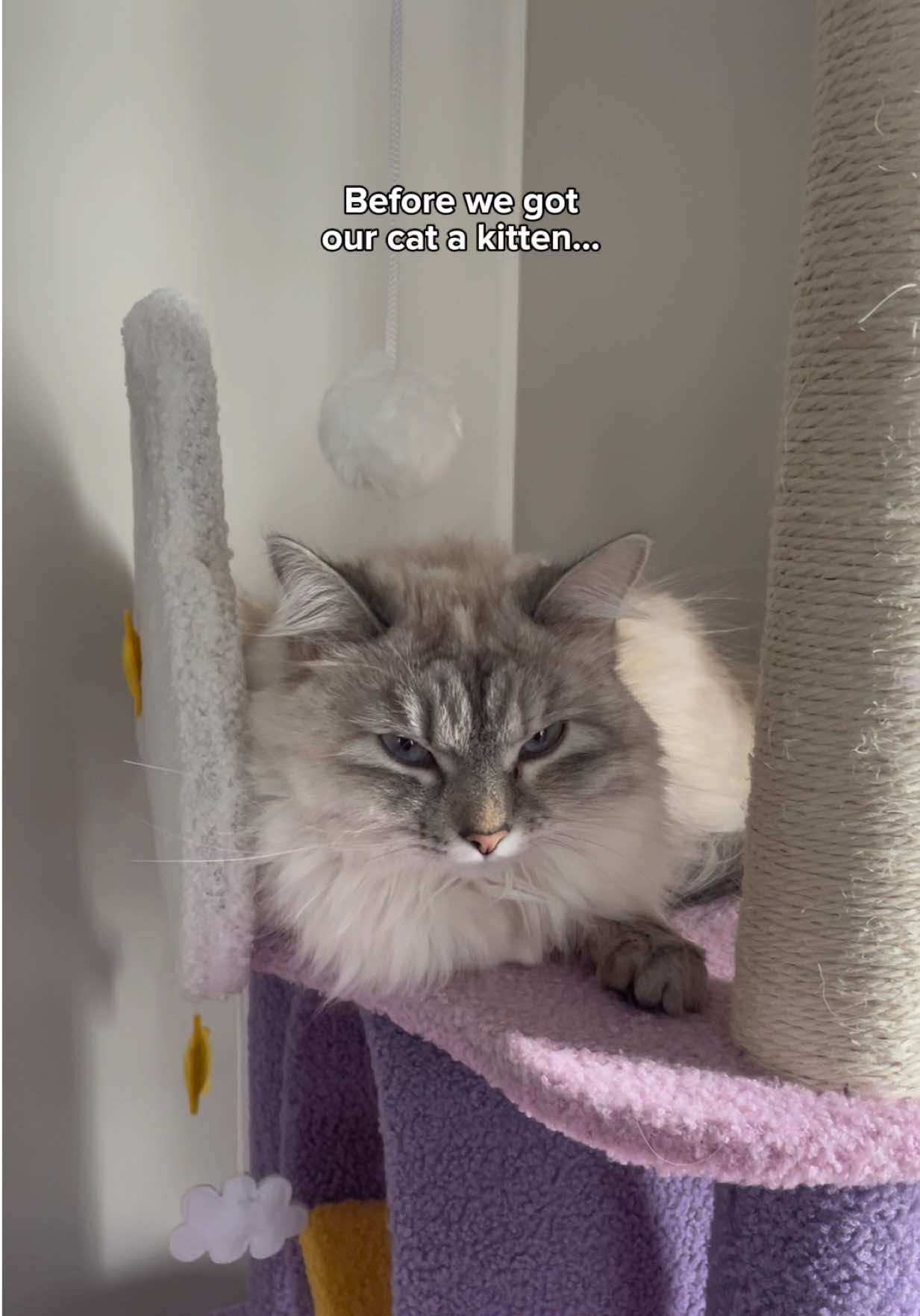 Best decision ever 🥹 #kitten #cats #cutecats #catmom #lifewithcats 