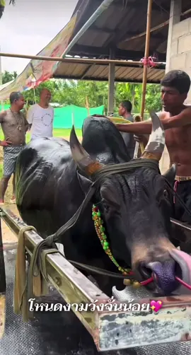 พร้อมแบกวันนี้💪🏻❤️#โหนดงามวังจั่นน้อย #พี่หลวงจง #ค่ายโคศุภรดา #ของดีเมืองหมูย่าง #เมืองตรัง 