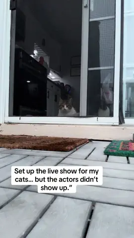 Paid for front-row seats, but the squirrels canceled.” 	•	“My cats are watching Nothingflix — 0 episodes, 0 action.”#kitten #funny #catsoftiktok #cat #catlover 