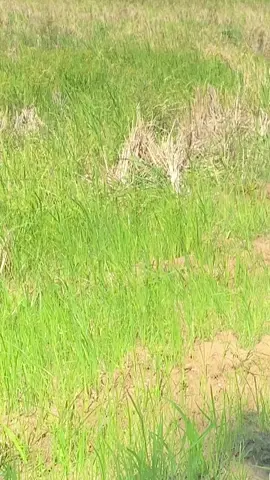 alone #vibes #nature #igstory #freetostory #trending 