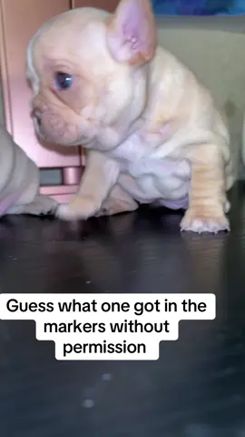 They are shaking because they are cold, but I brought them upstairs right away. Don’t worry, but Smoky is so naughty because she got in the markers.#fyp #foryou #kitty #makers #funny 