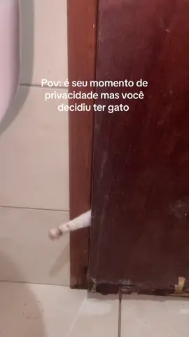 #gatos #felinos #foryou 