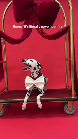 🙄🎄♥️🛎️ #dogaccessories 