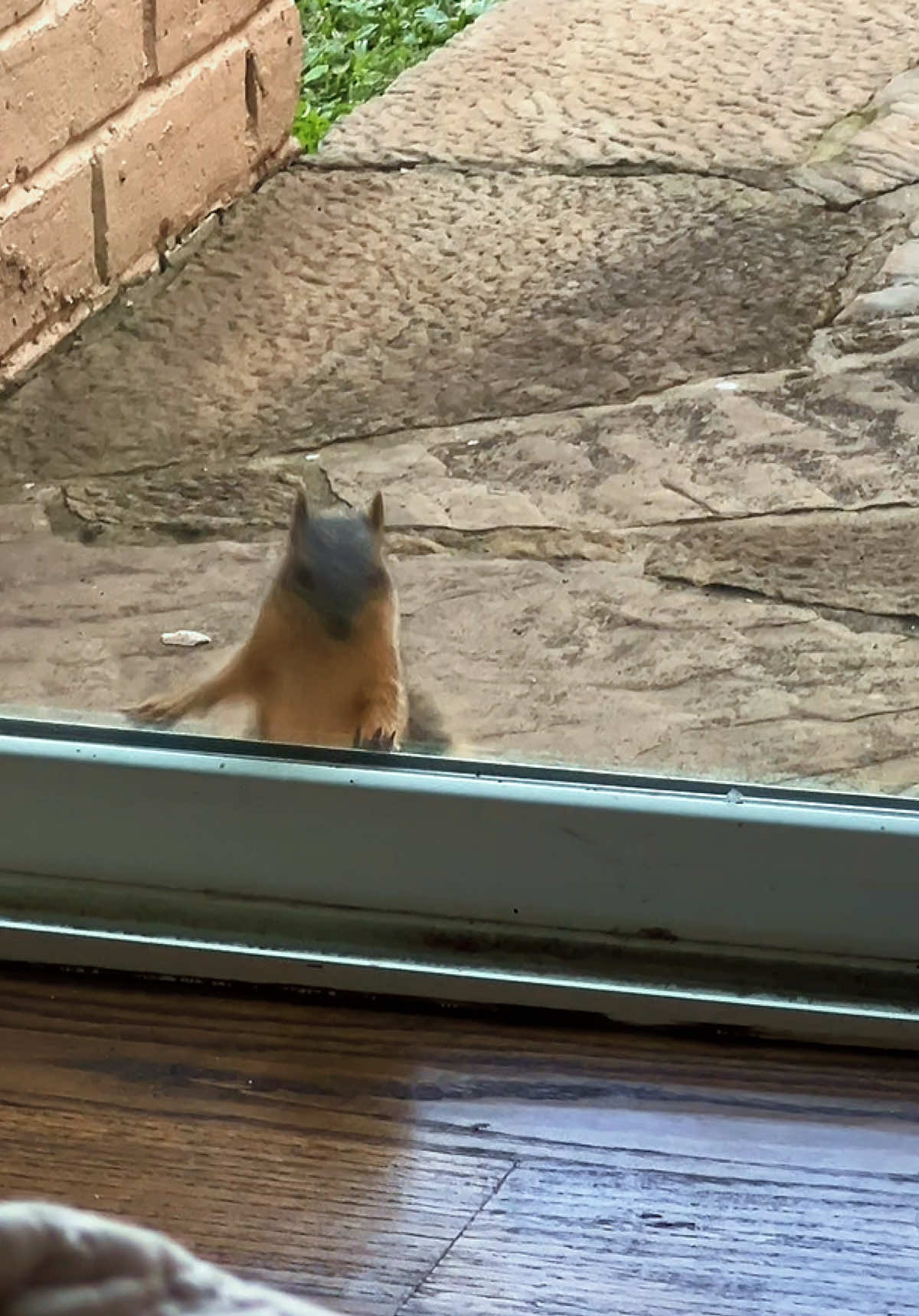 Squirrelly Buisness. #whatthehelly 