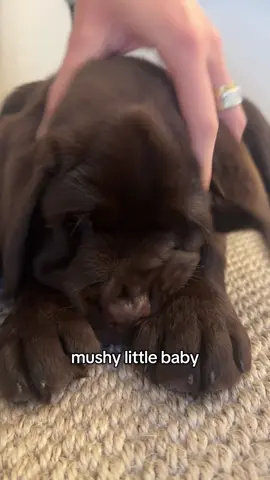 loves a head massage 😁 #puppytiktok #chocolatelab #labradorretriever #puppy #dog 