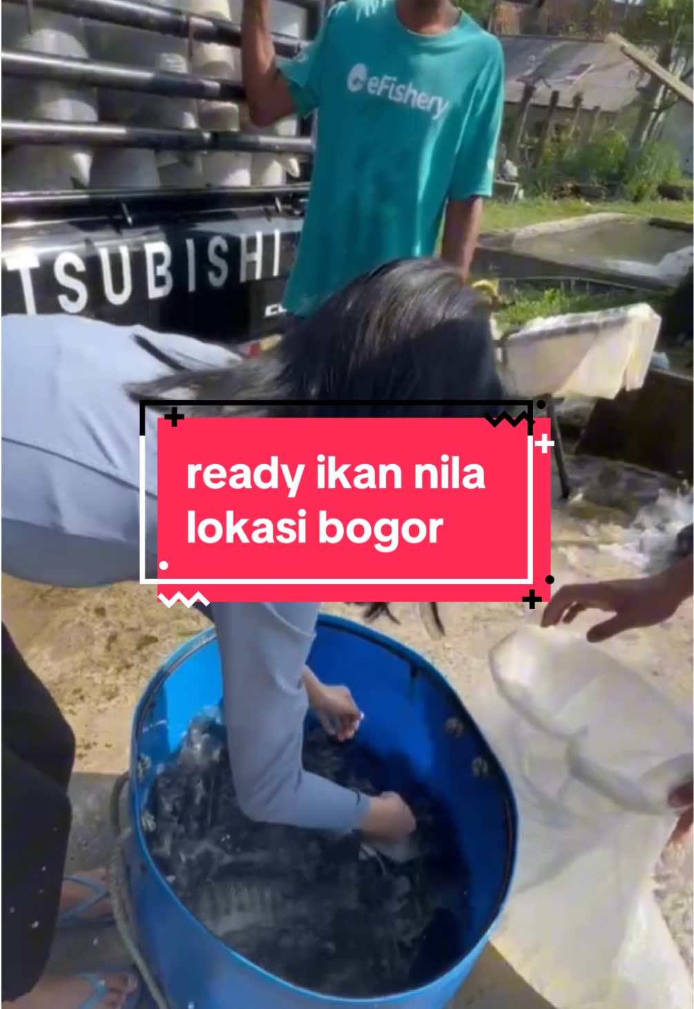 ready stock ikannya kak #tirtajayafishfarm #petaniikan #kolamikannila #ternakikan #jualikannila 