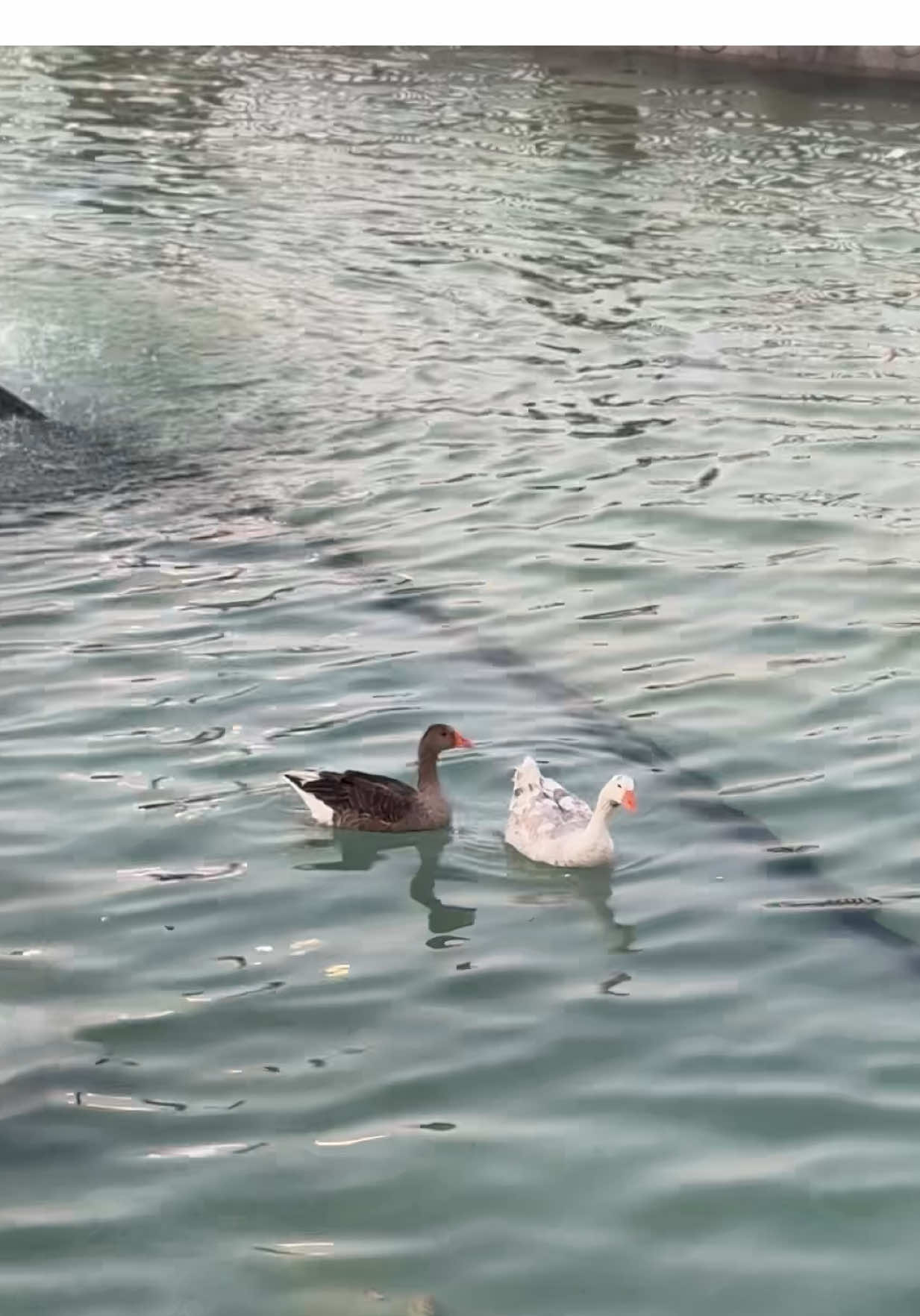 دومة الجندل ❣️  #سكاكا #explore #fouryou #دومة_الجندل #fffffffffffyyyyyyyyyyypppppppppppp 