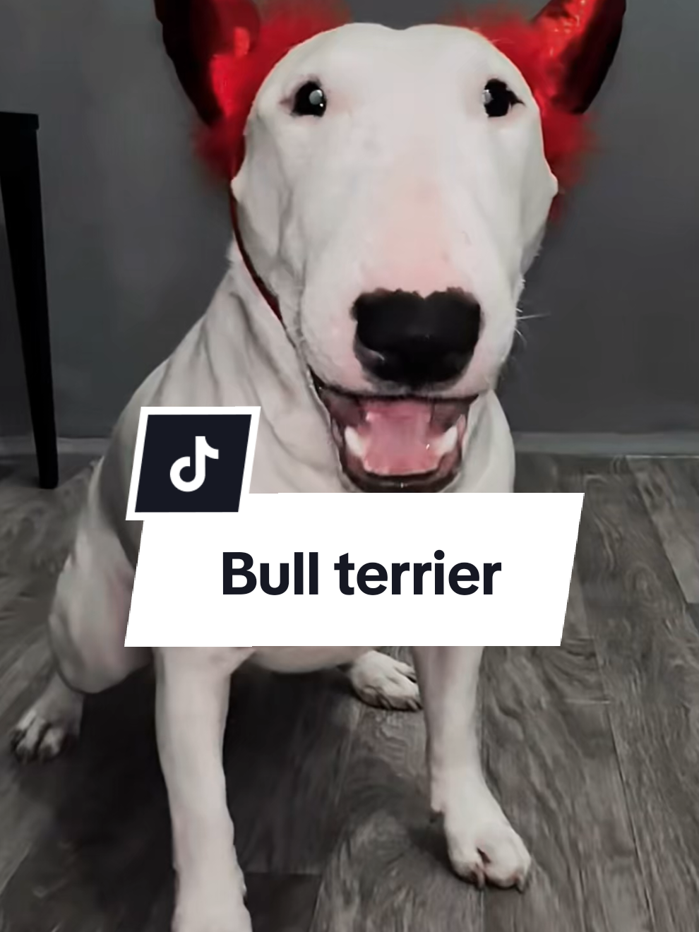 esse cachorro parece bravo mas é um amor . . . #cachorro #pets #bullterrier #curiosidades 