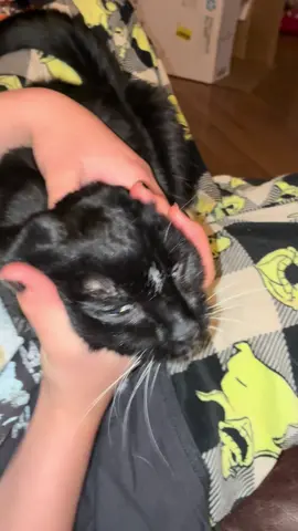 She’s 101 in human cat years btw 💔 #kitty #jorkingit #fyppppppppppppppppppppppp #drafts #fyp 