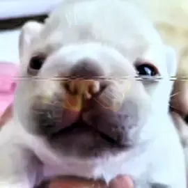 wash my belly 😡 | pibble edit | ib @bah7uz | #pibble #pibbleedit #washmybelly #fyp #aepex 