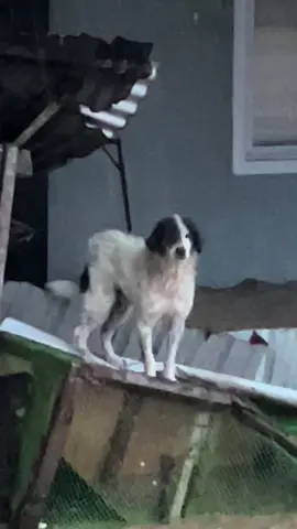 keep ur furbabies inside please nakakalungkot lang;(( #bagyongtino #pets #floods #fyppppppppppppppppppppppp 