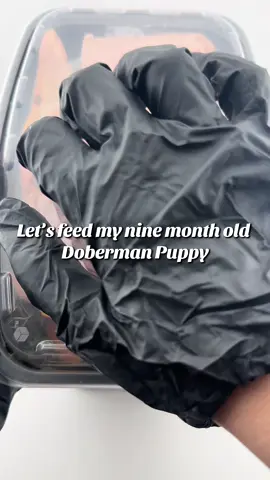 Full day of eating while we talk about Oral Hygiene: FEEDING BONES DOES NOT REPLACE BRUSHING! Brushing every day is a nonnegotiable. You heard me, EVERY SINGLE DAY. Just like I read the Bible daily, oral health should also be a DAILY priority. If you lack the discipline to grasp that, it’s something you need to work on. My nearly six-year-old husky should NOT have better teeth than your puppy with freshly grown adult teeth. So, how do you establish a good oral health routine? Step 1: Start with the gut. *I recently began using the @Native Pet GutWell in August, BUT I HAVE USED IT SINCE FOR ORAL HYGIENE!! There’s nothing like it, and I stand by that!*  Step 2: Add a water additive to change the environment of the harmful oral bacteria! Step 3: Brush! I prefer using this specific Enzymatic Toothpaste because the enzymes work even if you can’t mechanically brush to remove the soft plaque on your puppy’s teeth, and it’s safe to swallow! Step 4: *optional* a preventive measure. PlaqueOff works by entering the bloodstream and then traveling into the saliva to coat the teeth. THIS DOES NOT REPLACE BRUSHING. Our CURRENT Routine Example: After walkies: give half of his morning water (with additive) and brush teeth. Wait 1 hour (to prevent bloat), then feed and give the rest of the morning water additive. PlaqueOff at dinner. Our puppy routine from 2-7 months: Brush!!  #oralhealthfordogs #doberman #puppytips 