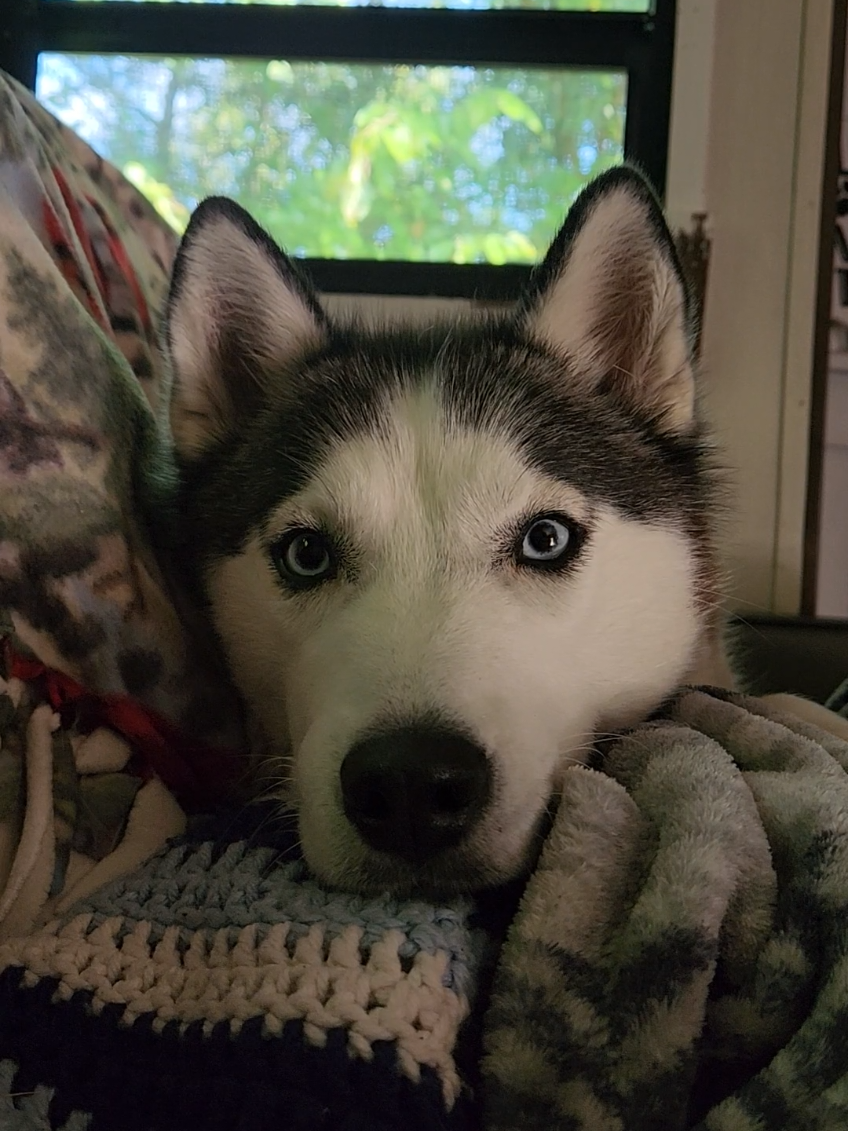 i wouldnt have it any other way  #husky #cute #velcrodog  #dogmom #doglife 