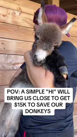 #donkeysoftiktok #GermanSheperds #LanguageLearning #deinfluencing 