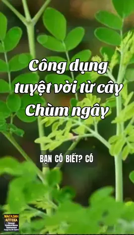 #ducanthaoduoc #congdungcaychumngay#suckhoechomoinguoi 