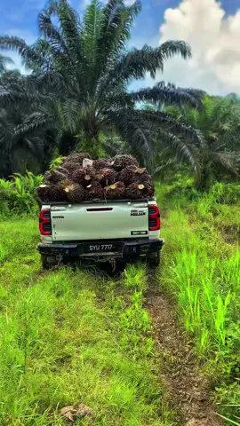 #toyotahilux #keretakebun #sawitontiktok #kerjasawit #fypシ 