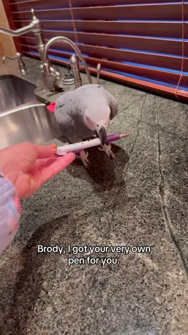 After the video of Brody stealing my pen went viral last week, I got him his own (minus the ink) 🤩 #africangrey #parrot #parrotsoftiktok #funnyanimals #happy 