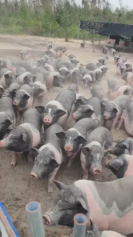 Tới giờ ăn là cỡ đó đó. #chănnuôi #xuhuong #xuhuongtiktok #khoảnhkhắc #xuhướng 