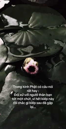 #tinhtam #phatphapnhiemmau🙏🙏🙏 #buon_tam_trang #xuhuongtiktok 