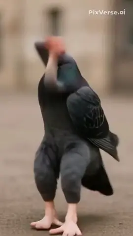 #sigeon #brainrot #pigeon  #fyp #pigeon 