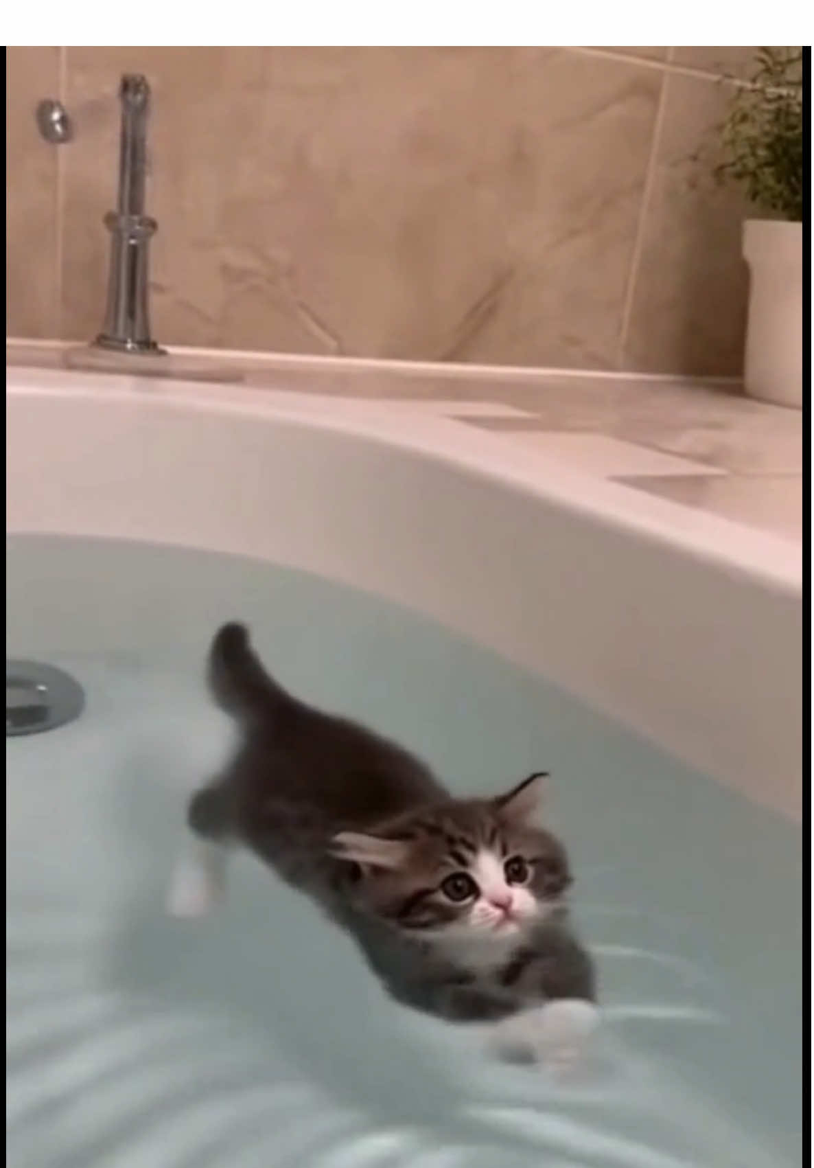 #catsoftiktok #diving #kitten #swimming 