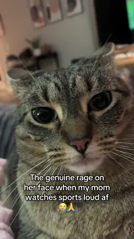 😭😭she’s so real  #cat #cats #catsoftiktok #baseball #kitty