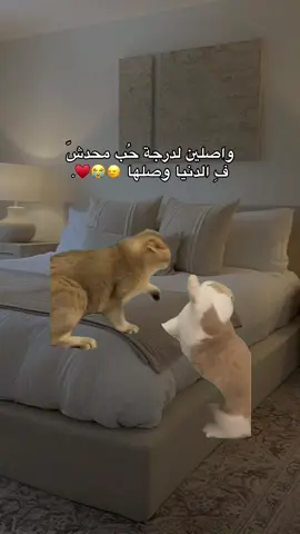 😭😭😭😭♥️ #الشعب_الصيني_ماله_حل😂😂 #ليبيا #fyp #طرابلس_بنغازي_المرج_البيضاء_درنه_طبرق #like 