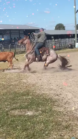 BARTENDERS IRON “Rose” #barjperformancehorses #heel 