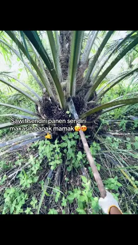 #sawitontiktok #lahan #sawit #fypage 