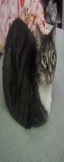 Loaf #cat #catloaf #fyp #xyzbca #kitty 