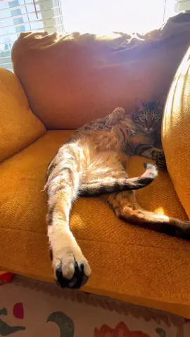 Can’t talk rn, serving leg 🦵💅🏻 #vogue #longlegs #bengalsoftiktok #trending #fyp 