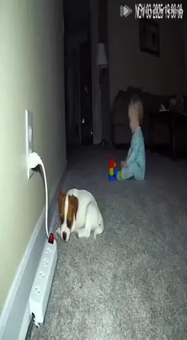 Ele salvou a vida do bebe 😍😵🐕🐕‍🦺 #funny #funnyvideos #viralvideo #videosviral #videosvirales 