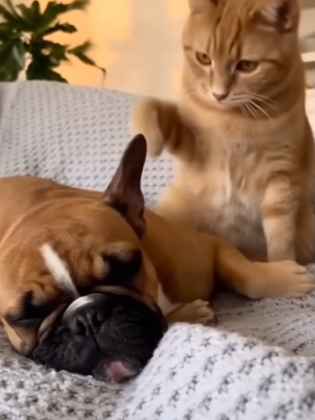 猫とフレンチブルドッグ #cat #catfunny #catfunnymoments #funnyvideos #CatsOfTikTok