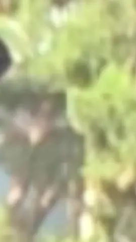 Bismillah...🌹♥️