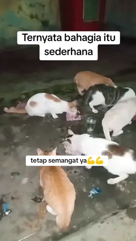 #kucingjalanan #kucingpasar #streetfeedingcat 
