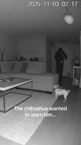 The chihuahua wanted to warn him