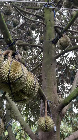 🌳Sầu Riêng Thái Vườn Nhà Lộc🌳 👇👇👇Xổ Nhuỵ Hoàn Toàn👇👇👇 Từ 22/8 đến 28/8 Dương Lịch NHẰM  29/6+ đến 6/7 Âm Lịch 💰Giai đoạn trái: 67-73 ngày tuổi. 🌳Vườn 5 năm tuổi,🌼Làm bông mùa  nghịch năm thứ 2.  #lộc268 #miềntây #kỹthuật #vietnamstyle🇻🇳 #thailand🇹🇭 @VTNN Phim Hồng Công @Tuân Anh 293 