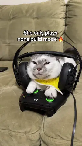 The Simpsons season baby 👌 #cat #catsoftiktok #cutecats #fyp 