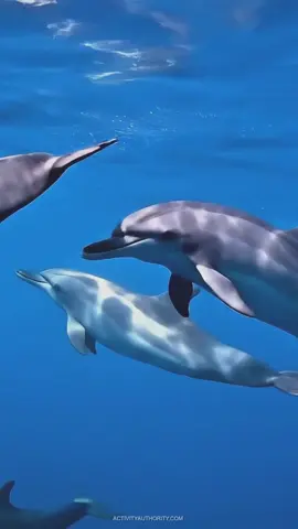 Hawaii’s waters are home to playful spinner dolphins that leap and twirl in the air, often at sunrise. Sharing the reefs are green sea turtles, or honu, which can live up to 80 years and are frequently seen basking on beaches. Together, they show off the magic of Hawaii’s marine life. #Honu #Hawaii #spinnerdolphins #turtles