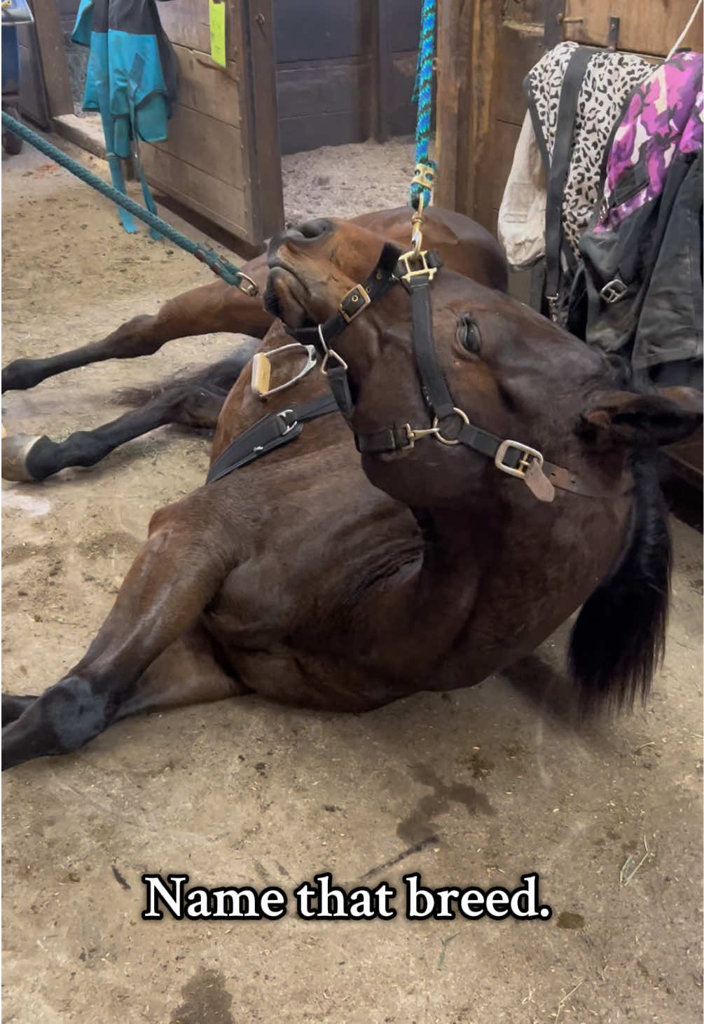 What horse breed is this? Give ya a hint… starts with a T ends with 🍞.  They must be OTT to qualify…  #horses #horsesontiktok #horselover #horsegirl #racehorses 