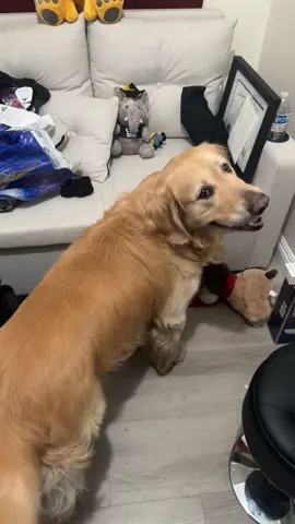 Twins 👯‍♂️ #dug #up #goldenretriever #dogsoftiktok #funny 