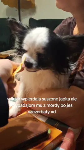 #wiktormimiak #taco #wiktor #boleslawiec #szczerbatypies 