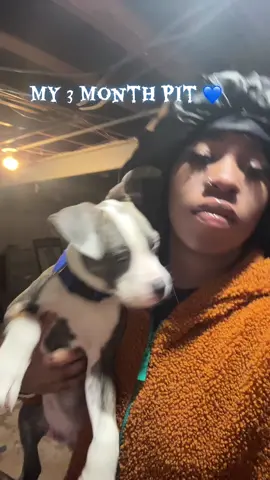Meet Blaze 💙🐶 #bluenose #pitbulllove #pitbullsoftiktok #bath 