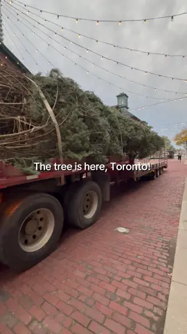 THE TREE HAS LANDED, TORONTO! 🏗️🎄🥳 The unofficial start of the holiday season has arrived! Today, #DistilleryTO welcomed a magnificent 55-foot silver fir from Drysdale’s Tree Farm (@drysdalestreefarm) in Mono Township — hand-picked as their most beautiful fir of the season. It’s destined to be the tallest real Christmas tree in the GTA and the dazzling centrepiece of The Distillery Winter Village — Toronto’s iconic Christmas market. This year, we’re proud to partner with @habitatgta. After the season, the tree will be transformed into garden mulch — helping Habitat for Humanity GTA support the construction of 60 new homes across the Greater Toronto Area in 2026. As its branches settle, the two-week transformation begins, leading up to our beloved Tree Lighting Ceremony — when the lights switch on and the city’s holiday spirit officially begins! JOIN US ↴ 📆 Thursday, November 13, 2025 ⏰ Festivities begin at 6 pm 🎟️ Tickets required for Opening Night — all profits support our charity partners: @supportanishnawbe, @soulpeppertheatre, and @torontostarchildrenscharities. 🎄 Plan your visit: Head to thedistillerywintervillage.com or click the link in bio for tickets, hours, and all the festive details. 🎥 Can’t make it in person? Catch the magic from anywhere — this year, for the first time, we’ll be *live-streaming* The Tree Lighting Ceremony on YouTube, Instagram, Facebook, and TikTok! #DistilleryWinterVillage #TorontoChristmasMarket #DistilleryTO #todotoronto 