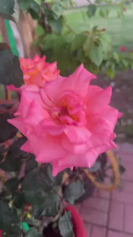 ###tris ##triteza ##paratiiiiiiiiiiiiiiiiiiiiiiiiiiiiiii ##dolores ##diasdemuertos🌺 