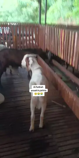 #tiktoklive #livehighlights @KambingYangAneh #kambingyanganehbanget #kambingyanganeh #kambingrangers 