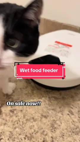 My cat gets really annoying with food so I invested in this automatic refrigerated wet food feeder for her and my days will be easier!! #catsoftiktok #wetfoodforcats #wetfoodfeeder #cattok 