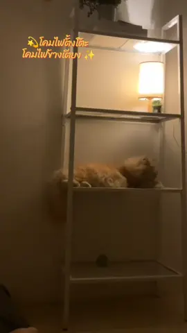 โคมไฟตั้งโต๊ะ โคมไฟข้างเตียง โคมไฟมินิมอลมีแสงเดียวระบบสาย USB แสงวอร์มทำให้ห้องดูละมุนขึ้น#โคมไฟตั้งโต๊ะ #โคมไฟข้างเตียง #โคมไฟมินิมอล @พี่สุธาสุธา @พี่สุธาสุธา @พี่สุธาสุธา 